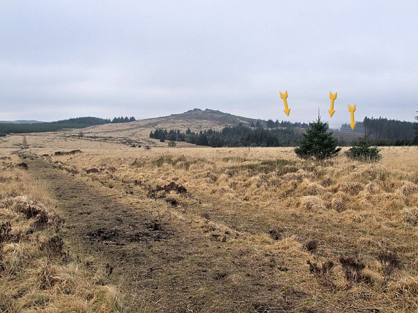 On my way along the clearing towards Bellever Tor
