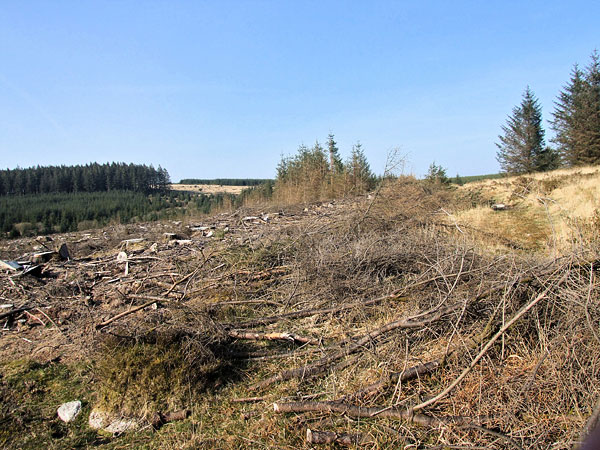 I had my lunch stop and recording session just a little beyond and to our right of the self-seeded spruces on the right