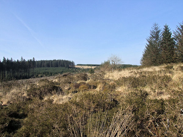 Rough terrain for me to negotiate around the self-seeded spruces