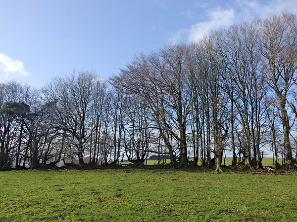 The line of beech trees during this recording